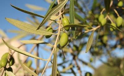 controindicazioni infuso di foglie di olivo