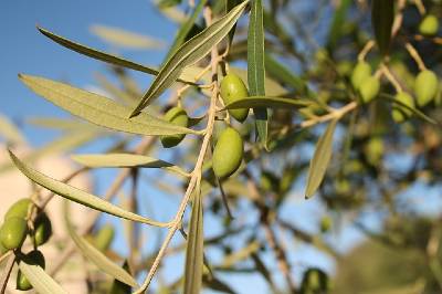 controindicazioni infuso di foglie di olivo