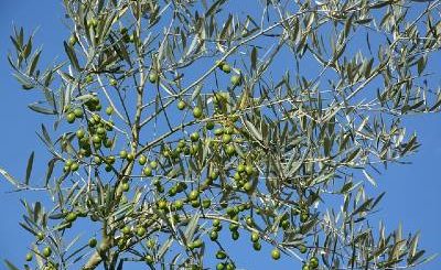 infuso di Olivo Evergreen Olife