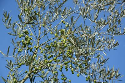 infuso di Olivo Evergreen Olife