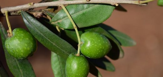 masticare foglie di olivo
