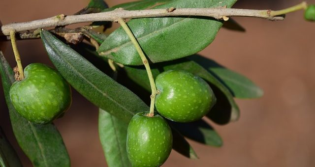 masticare foglie di olivo